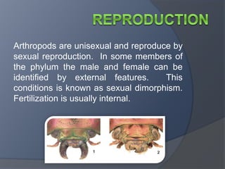 Arthropods are unisexual and reproduce by
sexual reproduction. In some members of
the phylum the male and female can be
identified by external features. This
conditions is known as sexual dimorphism.
Fertilization is usually internal.
 