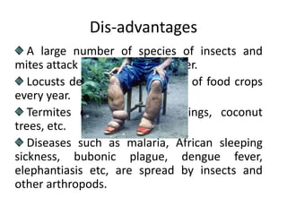 Dis-advantages
A large number of species of insects and
mites attack food crops and timber.
Locusts destroy large amounts of food crops
every year.
Termites destroy huge buildings, coconut
trees, etc.
Diseases such as malaria, African sleeping
sickness, bubonic plague, dengue fever,
elephantiasis etc, are spread by insects and
other arthropods.
 