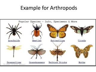 Example for Arthropods
 