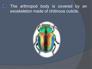 The arthropod body is covered by an
exoskeleton made of chitinous cuticle.
 