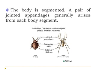 The body is segmented. A pair of
jointed appendages generally arises
from each body segment.
 