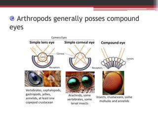 Arthropods generally posses compound
eyes
 