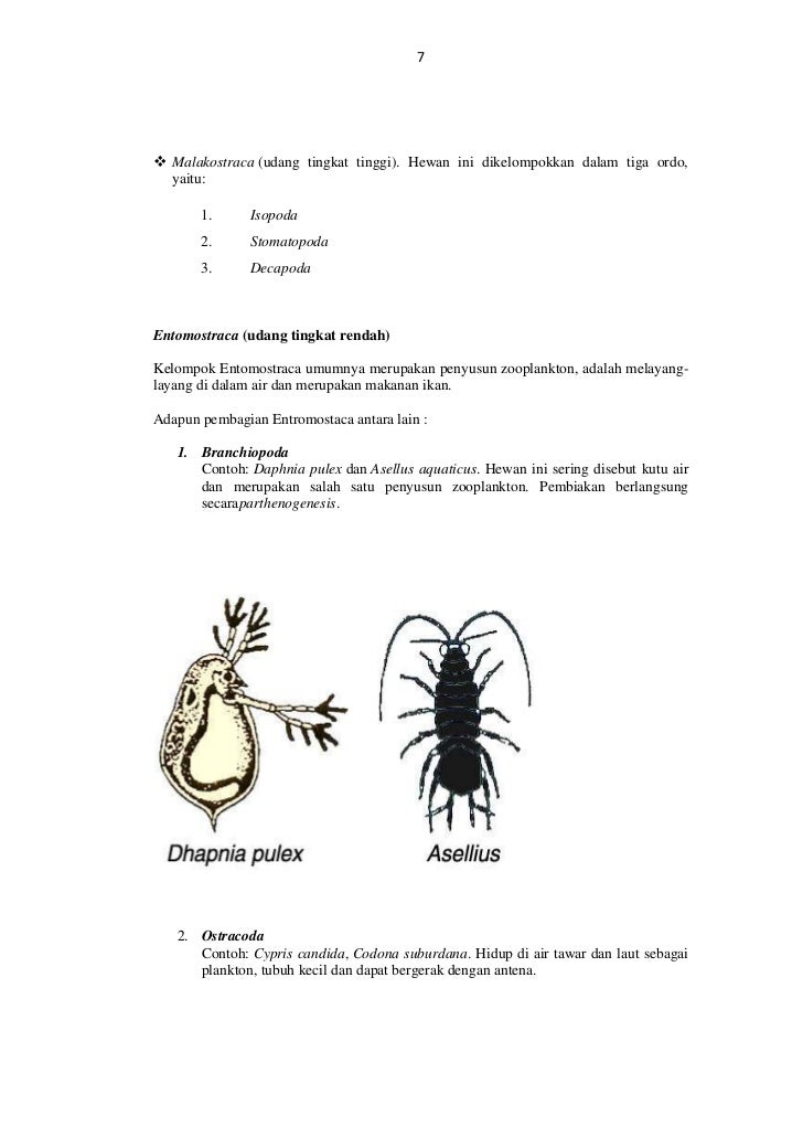 43 Gambar Hewan  Crustacea  Inspirasi Terkini 