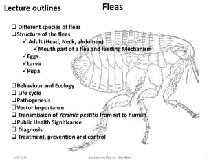 Lecture outlines
 Different species of fleas
Structure of the fleas
 Adult (Head, Neck, abdomen)
Mouth part of a flea and feeding Mechanism
Eggs
Larva
Pupa
Behaviour and Ecology
 Life cycle
Pathogenesis
Vector Importance
 Transmission of Yersinia pestitis from rat to human
Public Health Significance
 Diagnosis
 Treatment, prevention and control
Fleas
Lecture on flea by MA Alim5/4/2014 1
 