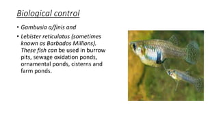 Biological control
• Gambusia a/finis and
• Lebister reticulatus (sometimes
known as Barbados Millions).
These fish can be used in burrow
pits, sewage oxidation ponds,
ornamental ponds, cisterns and
farm ponds.
 