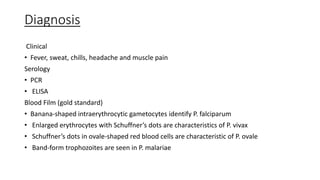 Diagnosis
Clinical
• Fever, sweat, chills, headache and muscle pain
Serology
• PCR
• ELISA
Blood Film (gold standard)
• Banana-shaped intraerythrocytic gametocytes identify P. falciparum
• Enlarged erythrocytes with Schuffner’s dots are characteristics of P. vivax
• Schuffner’s dots in ovale-shaped red blood cells are characteristic of P. ovale
• Band-form trophozoites are seen in P. malariae
 