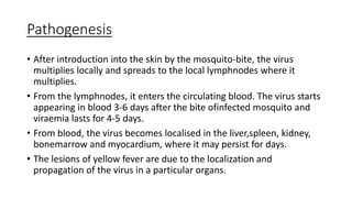 Pathogenesis
• After introduction into the skin by the mosquito-bite, the virus
multiplies locally and spreads to the local lymphnodes where it
multiplies.
• From the lymphnodes, it enters the circulating blood. The virus starts
appearing in blood 3-6 days after the bite ofinfected mosquito and
viraemia lasts for 4-5 days.
• From blood, the virus becomes localised in the liver,spleen, kidney,
bonemarrow and myocardium, where it may persist for days.
• The lesions of yellow fever are due to the localization and
propagation of the virus in a particular organs.
 