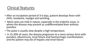 Clinical features
• After an incubation period of 3-6 days, patient develops fever with
chills, headache, myalgia and vomiting.
• Most cases are mild in nature, especially in the endemic areas, in
whom the disease may present as undifferentiated fever without
jaundice.
• The pulse is usually slow despite a high temperature.
• In 15-20% of cases, the disease progresses to a more serious form with
jaundice, albuminuria, renal failure and haemorrhagic manifestations
and the patient may die of hepatic and renal failure.
 