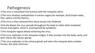 Pathogenesis
1.The virus is inoculated into humans with the mosquito saliva.
2.The virus localizes andreplicates in various organs,for example, local lymph nodes,
liver, spleen and the thymus.
3.The virus is then released from these tissues into theblood.
4.Via the blood, the virus spreads throughout the body to infect other lymphatic
tissues and organs, which is accompanied by symptoms.
5.The mosquito ingests blood containing the virus.
6.The virus replicates in the mosquito midgut. It then escapes into the body cavity, and
later infects the salivary glands.
7.The virus replicates in the salivary glands and when the mosquito bites another
human, the cycle continues.
 