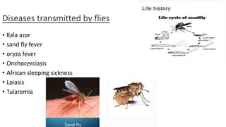 Diseases transmitted by flies
• Kala azar
• sand fly fever
• oryza fever
• Onchocerciasis
• African sleeping sickness
• Loiasis
• Tularemia
 