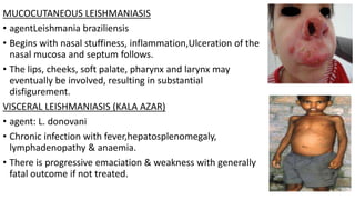 MUCOCUTANEOUS LEISHMANIASIS
• agentLeishmania braziliensis
• Begins with nasal stuffiness, inflammation,Ulceration of the
nasal mucosa and septum follows.
• The lips, cheeks, soft palate, pharynx and larynx may
eventually be involved, resulting in substantial
disfigurement.
VISCERAL LEISHMANIASIS (KALA AZAR)
• agent: L. donovani
• Chronic infection with fever,hepatosplenomegaly,
lymphadenopathy & anaemia.
• There is progressive emaciation & weakness with generally
fatal outcome if not treated.
 