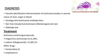 DIAGNOSIS
• Parasite Identification-Demonstration of Leishmania bodies in stained
smear of ulcer, organ or blood
• Serology-Anti-leishmanial antibody titers
• Skin Test-Intradermal leishmanin (Montenegro) skin test
• Aldehyde test
Treatment
Antimony-containingcompounds-
• meglumine antimonate-CL,VL,MCL
• sodium stibogluconate.-CL,MCL,VL
Other drugs -
• Pentamidine:CL
• amphotericin
 