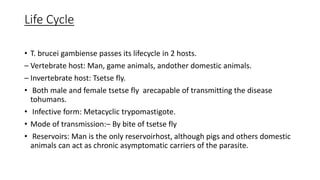 Life Cycle
• T. brucei gambiense passes its lifecycle in 2 hosts.
– Vertebrate host: Man, game animals, andother domestic animals.
– Invertebrate host: Tsetse fly.
• Both male and female tsetse fly arecapable of transmitting the disease
tohumans.
• Infective form: Metacyclic trypomastigote.
• Mode of transmission:– By bite of tsetse fly
• Reservoirs: Man is the only reservoirhost, although pigs and others domestic
animals can act as chronic asymptomatic carriers of the parasite.
 