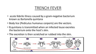 TRENCH FEVER
• acute febrile illness caused by a gram-negative bacterium
known as Bartonella quintana
• Body lice (Pediculus humanus corporis) are the vectors.
• B.quintana is transmitted when an infected louse excretes
the bacterium onto the host’s skin.
• The excretion is then scratched or rubbed into the skin.
 
