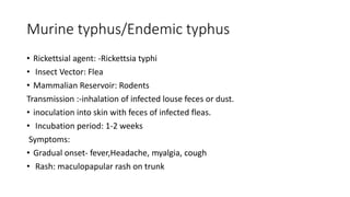 Murine typhus/Endemic typhus
• Rickettsial agent: -Rickettsia typhi
• Insect Vector: Flea
• Mammalian Reservoir: Rodents
Transmission :-inhalation of infected louse feces or dust.
• inoculation into skin with feces of infected fleas.
• Incubation period: 1-2 weeks
Symptoms:
• Gradual onset- fever,Headache, myalgia, cough
• Rash: maculopapular rash on trunk
 