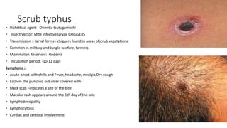 Scrub typhus
• Rickettsial agent : Orientia tsutugamushi
• Insect Vector: Mite infective larvae CHIGGERS
• Transmission :- larval forms - chiggers found in areas ofscrub vegetations.
• Common in military and Jungle warfare, farmers
• Mammalian Reservoir: -Rodents
• Incubation period: -10-12 days
Symptoms :-
• Acute onset with chills and Fever, headache, myalgia,Dry cough
• Escher- the punched out ulcer covered with
• black scab –indicates a site of the bite
• Macular rash appears around the 5th day of the bite
• Lymphadenopathy
• Lymphocytosis
• Cardiac and cerebral involvement
 