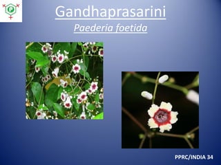 Gandhaprasarini
Paederia foetida

PPRC/INDIA 34

 