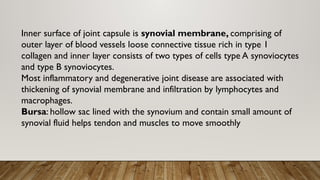 Inner surface of joint capsule is synovial membrane, comprising of
outer layer of blood vessels loose connective tissue rich in type 1
collagen and inner layer consists of two types of cells type A synoviocytes
and type B synoviocytes.
Most inflammatory and degenerative joint disease are associated with
thickening of synovial membrane and infiltration by lymphocytes and
macrophages.
Bursa: hollow sac lined with the synovium and contain small amount of
synovial fluid helps tendon and muscles to move smoothly
 