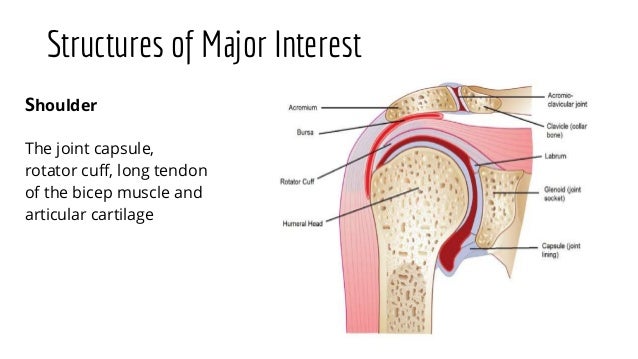 Arthrography of the Shoulder, Ankle and Wrist.pptx