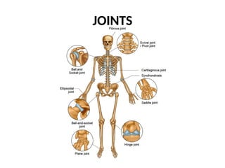 Body Joints Rear arthrology joints and bones in human body | PPTX