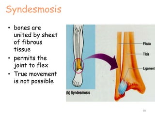 Syndesmosis
• bones are
united by sheet
of fibrous
tissue
• permits the
joint to flex
• True movement
is not possible
10
 