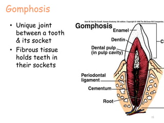 Gomphosis
• Unique joint
between a tooth
& its socket
• Fibrous tissue
holds teeth in
their sockets
11
 