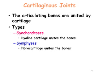 Cartilaginous Joints
• The articulating bones are united by
cartilage
• Types
– Synchondroses
• Hyaline cartilage unites the bones
– Symphyses
• Fibrocartilage unites the bones
12
 