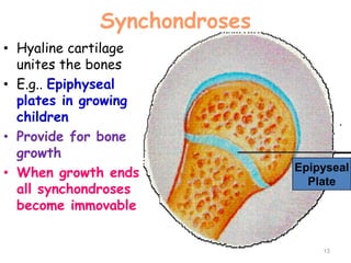 Synchondroses
• Hyaline cartilage
unites the bones
• E.g.. Epiphyseal
plates in growing
children
• Provide for bone
growth
• When growth ends
all synchondroses
become immovable
13
Epipyseal
Plate
 