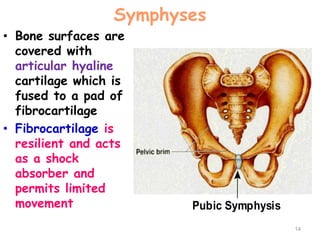 Symphyses
• Bone surfaces are
covered with
articular hyaline
cartilage which is
fused to a pad of
fibrocartilage
• Fibrocartilage is
resilient and acts
as a shock
absorber and
permits limited
movement Pubic Symphysis
14
 