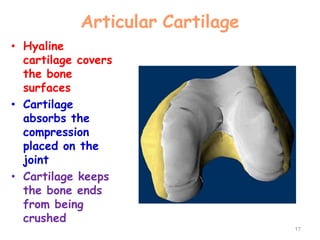 Articular Cartilage
• Hyaline
cartilage covers
the bone
surfaces
• Cartilage
absorbs the
compression
placed on the
joint
• Cartilage keeps
the bone ends
from being
crushed
17
 
