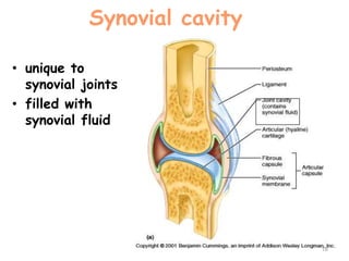 Synovial cavity
• unique to
synovial joints
• filled with
synovial fluid
18
 