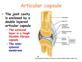 Articular capsule
• The joint cavity
is enclosed by a
double layered
articular capsule
– The external
layer is a tough
flexible fibrous
capsule
– The inner
synovial
membrane
19
 