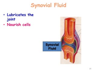 Synovial Fluid
• Lubricates the
joint
• Nourish cells
20
Synovial
Fluid
 