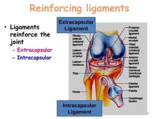 Reinforcing ligaments
• Ligaments
reinforce the
joint
– Extracapsular
– Intracapsular
21
Extracapsular
Ligament
Intracapsular
Ligament
 