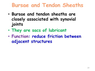 Bursae and Tendon Sheaths
• Bursae and tendon sheaths are
closely associated with synovial
joints
• They are sacs of lubricant
• Function: reduce friction between
adjacent structures
23
 