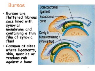 Bursae
• Bursae are
flattened fibrous
sacs lined with
synovial
membrane and
containing a thin
film of synovial
fluid
• Common at sites
where ligaments,
skin, muscles or
tendons rub
against a bone
24
 
