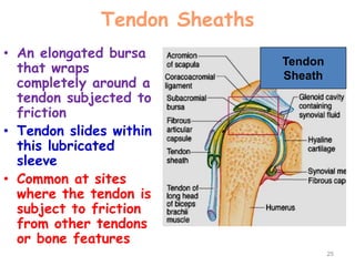 Tendon Sheaths
• An elongated bursa
that wraps
completely around a
tendon subjected to
friction
• Tendon slides within
this lubricated
sleeve
• Common at sites
where the tendon is
subject to friction
from other tendons
or bone features
25
Tendon
Sheath
 