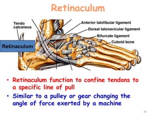 Retinaculum
• Retinaculum function to confine tendons to
a specific line of pull
• Similar to a pulley or gear changing the
angle of force exerted by a machine
26
Retinaculum
 