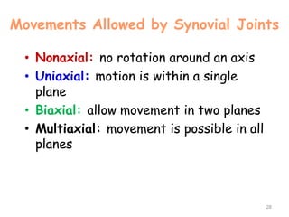 Movements Allowed by Synovial Joints
• Nonaxial: no rotation around an axis
• Uniaxial: motion is within a single
plane
• Biaxial: allow movement in two planes
• Multiaxial: movement is possible in all
planes
28
 