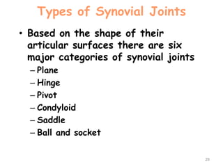 Types of Synovial Joints
• Based on the shape of their
articular surfaces there are six
major categories of synovial joints
– Plane
– Hinge
– Pivot
– Condyloid
– Saddle
– Ball and socket
29
 