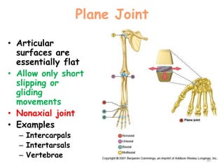 Plane Joint
• Articular
surfaces are
essentially flat
• Allow only short
slipping or
gliding
movements
• Nonaxial joint
• Examples
– Intercarpals
– Intertarsals
– Vertebrae
30
 