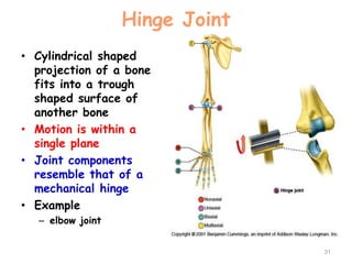Hinge Joint
• Cylindrical shaped
projection of a bone
fits into a trough
shaped surface of
another bone
• Motion is within a
single plane
• Joint components
resemble that of a
mechanical hinge
• Example
– elbow joint
31
 