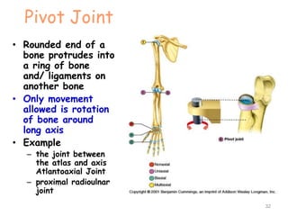 Pivot Joint
• Rounded end of a
bone protrudes into
a ring of bone
and/ ligaments on
another bone
• Only movement
allowed is rotation
of bone around
long axis
• Example
– the joint between
the atlas and axis
Atlantoaxial Joint
– proximal radioulnar
joint
32
 