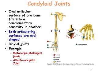 Condyloid Joints
• Oval articular
surface of one bone
fits into a
complementary
concavity in another
• Both articulating
surfaces are oval
shaped
• Biaxial joints
• Example
– Metacarpo-phalangeal
joints
– Atlanto-occipital
Joint
33
 