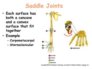 Saddle Joints
• Each surface has
both a concave
and a convex
surface that fit
together
• Example
– Carpometacarpal
– Sternoclavicular
34
 