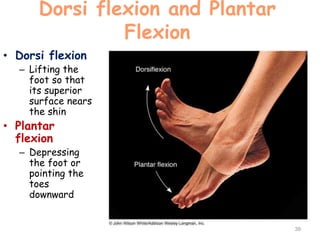 Dorsi flexion and Plantar
Flexion
• Dorsi flexion
– Lifting the
foot so that
its superior
surface nears
the shin
• Plantar
flexion
– Depressing
the foot or
pointing the
toes
downward
39
 