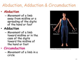 Abduction, Adduction & Circumduction
• Abduction
– Movement of a limb
away from midline or a
spreading of the digits
of the hand or foot
• Adduction
– Movement of a limb
toward midline or in the
case of the digits
toward the midline of
the hand or foot
• Circumduction
– Movement of a limb in a
circle
40
 