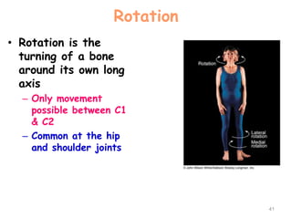 Rotation
• Rotation is the
turning of a bone
around its own long
axis
– Only movement
possible between C1
& C2
– Common at the hip
and shoulder joints
41
 