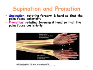 Supination and Pronation
• Supination: rotating forearm & hand so that the
palm faces anteriorly
• Pronation: rotating forearm & hand so that the
palm faces posteriorly
42
 