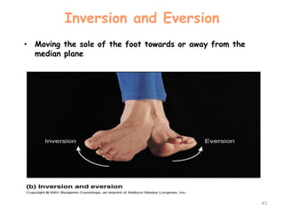 Inversion and Eversion
• Moving the sole of the foot towards or away from the
median plane
43
 